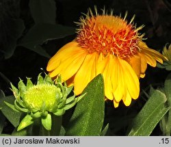 Gaillardia aristata (gailardia oścista)