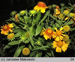 Gaillardia aristata (gailardia oścista)