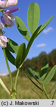 Galega officinalis