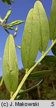 Galega officinalis