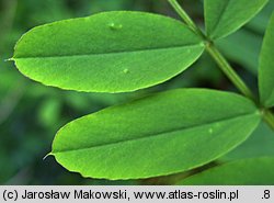 Galega officinalis