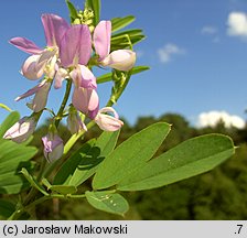 Galega officinalis