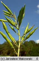 Galega officinalis