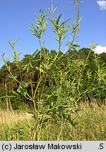 Galega officinalis