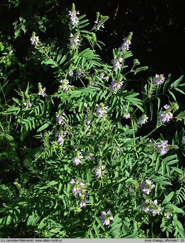 Galega officinalis (rutwica lekarska)