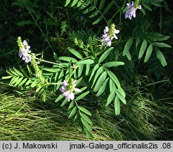 Galega officinalis (rutwica lekarska)