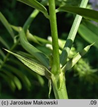 Galega officinalis (rutwica lekarska)