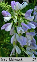 Galega officinalis (rutwica lekarska)