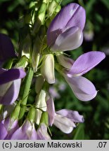 Galega officinalis (rutwica lekarska)