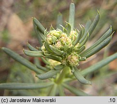 Galium glaucum