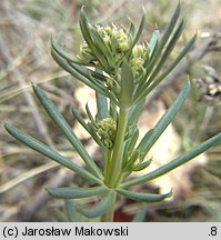 Galium glaucum