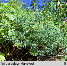 Galium glaucum