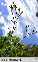 Galium glaucum