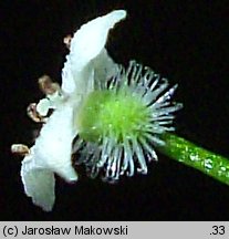 Galium rotundifolium (przytulia okrągłolistna)