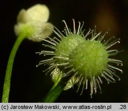 Galium rotundifolium (przytulia okrągłolistna)