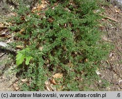 Genista pilosa (janowiec włosisty)