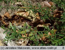 Genista pilosa (janowiec włosisty)