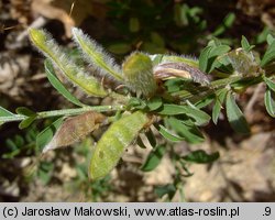 Genista pilosa (janowiec włosisty)