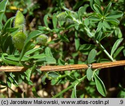 Genista pilosa (janowiec włosisty)