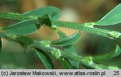 Genista pilosa (janowiec włosisty)