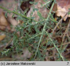 Genista pilosa (janowiec włosisty)