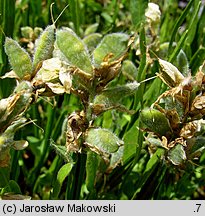 Genistella sagittalis (janowczyk skrzydlaty)