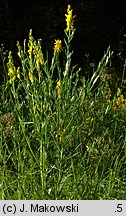Genista tinctoria