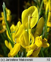 Genista tinctoria