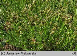 Genista germanica (janowiec ciernisty)