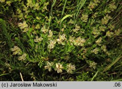 Genista germanica (janowiec ciernisty)