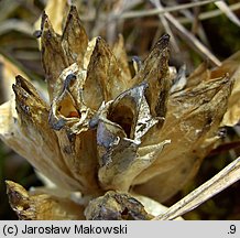 Gentiana cruciata (goryczka krzyżowa)