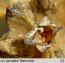 Gentiana cruciata (goryczka krzyżowa)