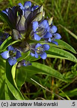 Gentiana cruciata (goryczka krzyżowa)