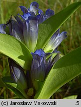 Gentiana cruciata (goryczka krzyżowa)