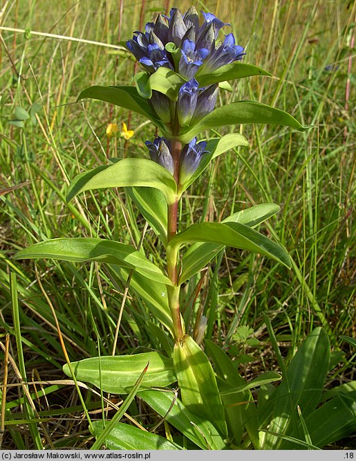 Gentiana cruciata (goryczka krzyżowa)