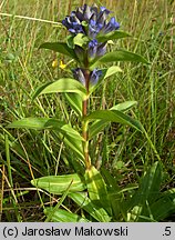 Gentiana cruciata (goryczka krzyżowa)