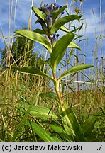 Gentiana cruciata (goryczka krzyżowa)