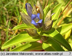 Gentiana cruciata (goryczka krzyżowa)