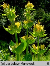 Gentiana lutea (goryczka żółta)