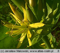 Gentiana lutea (goryczka żółta)