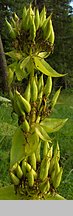 Gentiana lutea (goryczka żółta)