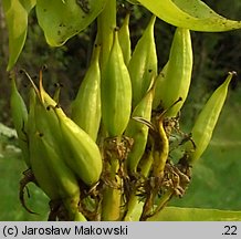 Gentiana lutea (goryczka żółta)