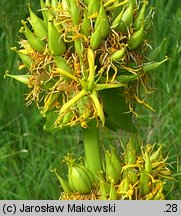 Gentiana lutea (goryczka żółta)