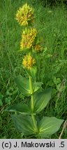 Gentiana lutea (goryczka żółta)