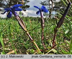 Gentiana verna (goryczka wiosenna)