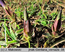 Gentiana verna (goryczka wiosenna)