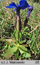 Gentiana verna (goryczka wiosenna)