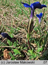 Gentiana verna (goryczka wiosenna)