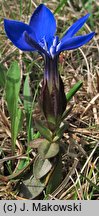 Gentiana verna (goryczka wiosenna)