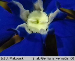 Gentiana verna (goryczka wiosenna)